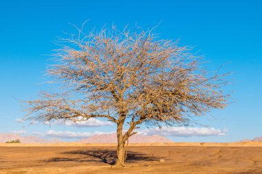 Mavi gökyüzü üzerinde kurumuş ağaç.