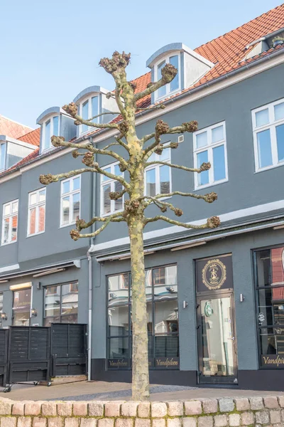 Strom v ulici Radhusgade obchod v Sonderborg. — Stock fotografie