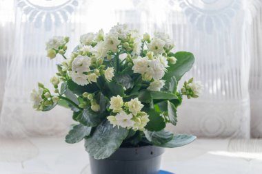 Madagaskar yerli beyaz kalanchoe sillamontana otsu ve yaygın ev bitki cins Kalanchoe.