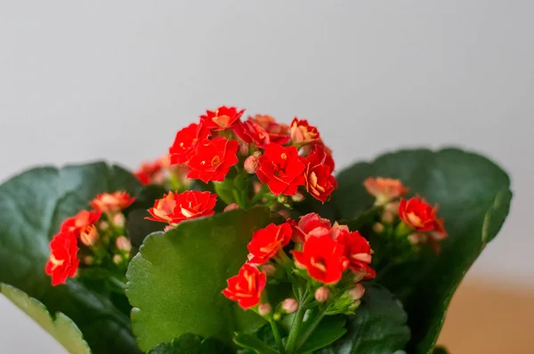 Czerwony Kalanchoe Blossfeldiana zielna. — Zdjęcie stockowe