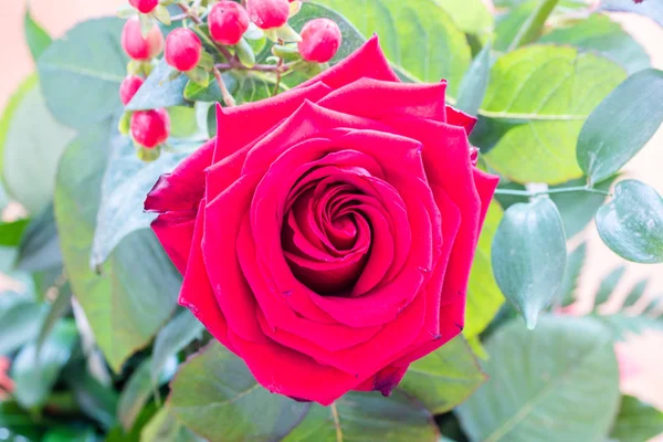 Красная роза - цветок любви . — стоковое фото