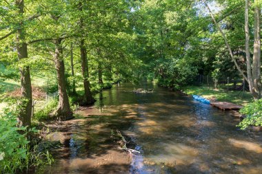 Polonya'da ağaçlar arasında Pilawa nehri.