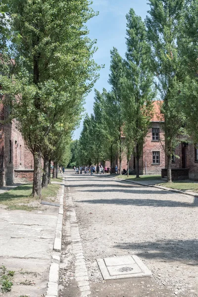 Callejón con árboles entre bloques de ladrillo en el antiguo campo de concentración y exterminio nazi alemán . —  Fotos de Stock