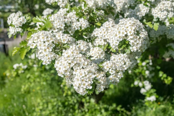 Kvetoucí Keř Bílém Slunečného Dne — Stock fotografie