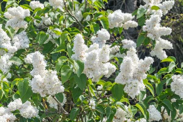 Lila Floreciente Blanca Primavera —  Fotos de Stock