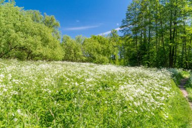 Masurian Peyzaj Parkı (Lehçe: Mazurski Park Krajobrazowy), Polonya 'nın Ilık-Masurya Voyvoda bölgesi içinde korunan bir parktır..