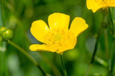Güzel Caltha Palustris (Marsh Marigold) çiçeği.