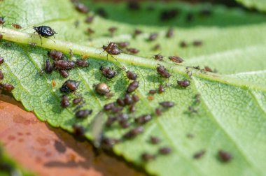 Yaprak bitleriyle kaplanmış yeşil kiraz yaprakları..
