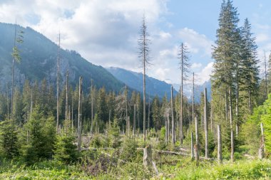 Tatra Dağları 'ndaki Tatra Ulusal Parkı' ndaki manzara resmi.
