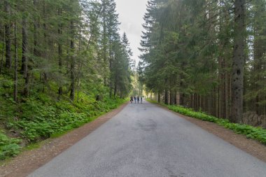 Polonya, Zakopane yakınlarındaki Tatra Dağları 'ndaki ağaçlar arasında Morskie Oko Gölü' ne giden yol..