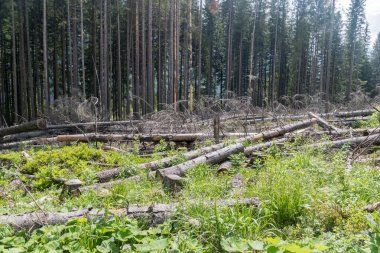 Zakopane 'deki Yüksek Tatras dağında devrilen ağaçlar.