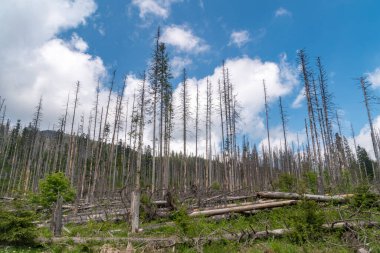 Polonya 'daki Tatra Ulusal Parkı' nda ölen ağaçlar.