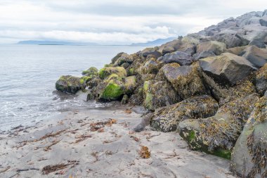 Taş koruma dalgasında deniz yosunları.