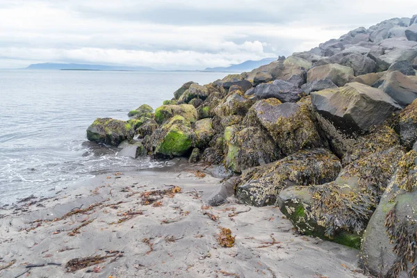 Taş koruma dalgasında deniz yosunları.