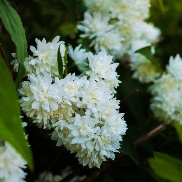 Flor Arbusto Florescente Branca Com Folhas Verdes — Fotografia de Stock