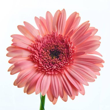 Beyaz arka planda güzel pembe gerbera çiçeği