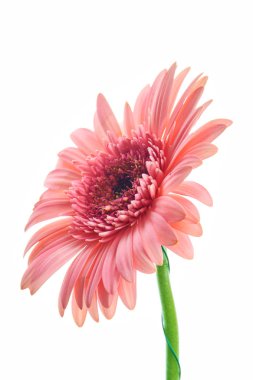Beyaz arka planda güzel pembe gerbera çiçeği