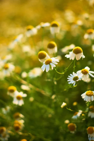 Margaridas Florescentes Fechar Verde Contra Luz — Fotografia de Stock