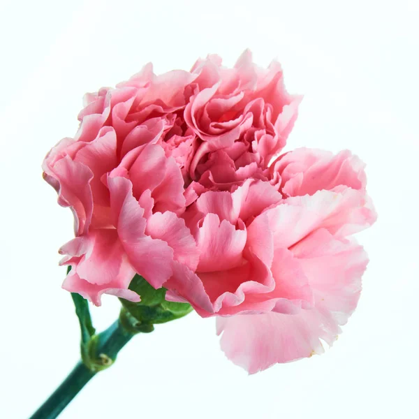 Piękny Różowy Goździk Kwiat Macierzystych Bliska — Zdjęcie stockowe