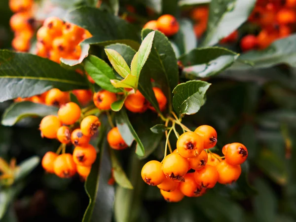 Skarlát Firethorn Bogyók Levelek Közelről — Stock Fotó