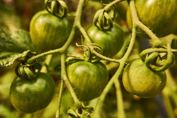 Junge Grüne Hausgemachte Tomaten Garten Aus Nächster Nähe — Stockfoto
