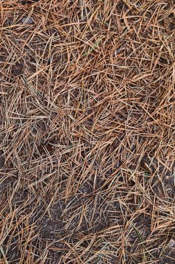 Kozalaklı iğne zemin zemin üzerine düşmüş