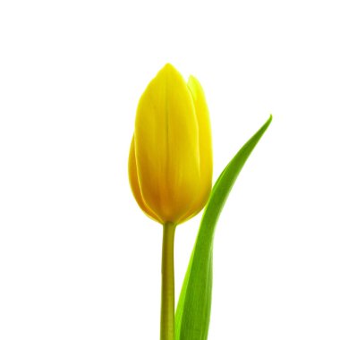 Sarı lale çiçeği beyaz arkaplanda izole edildi