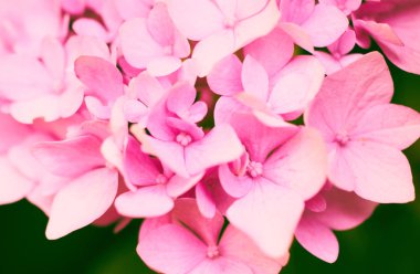 Güzel pembe hydrangera bloom yakın kadar ayrıntı