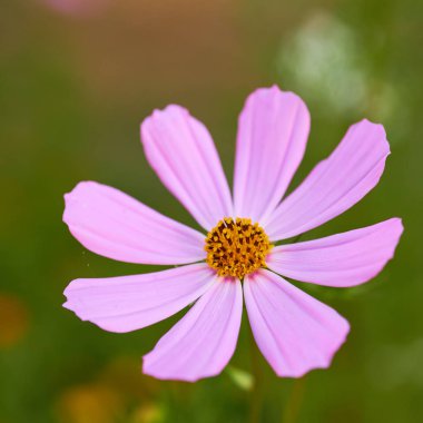 Güzel çiçek mor çiçek kafa yeşil zemin üzerine