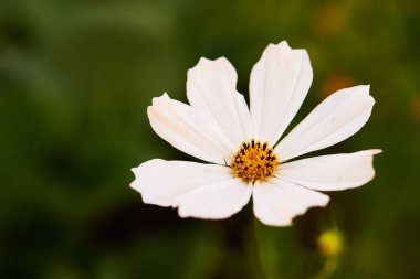 Güzel çiçek beyaz çiçek kafa yeşil zemin üzerine