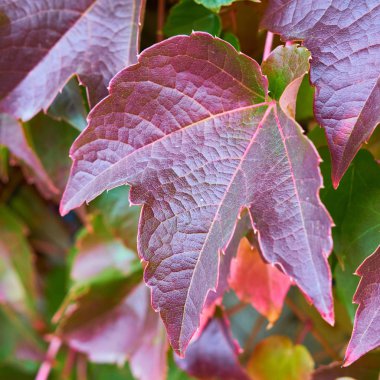 Renkli Ivy sarmaşık yaprağı kapatmak kadar ayrıntı