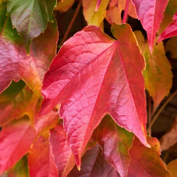 Цветные Листья Красного Плюща — стоковое фото