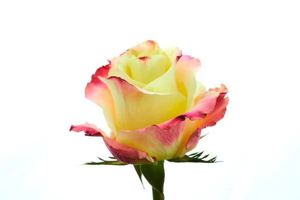 Multicolored yellow and burgundy color rose flower isolated on white background
