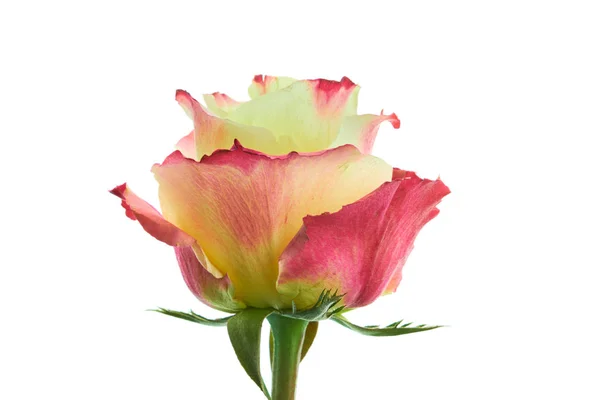 Wielobarwny Kolor Żółty Bordowy Róża Kwiat Białym Tle — Zdjęcie stockowe