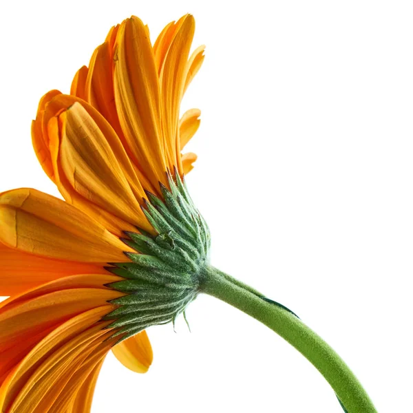 Vacker Orange Gerbera Blomma Wihte Bakgrund — Stockfoto