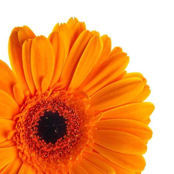 Vacker Orange Gerbera Blomma Wihte Bakgrund — Stockfoto