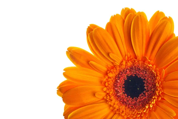 Цветок Апельсиновой Герберы Белом Фоне — стоковое фото