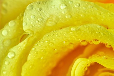 Sarı renk gül çiçek makro ayrıntı ile soyutlama damla