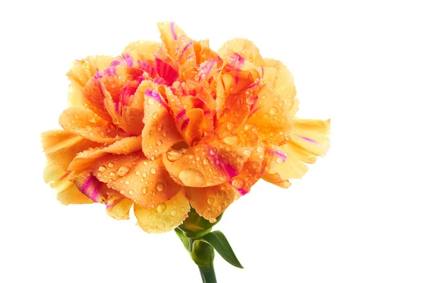 Piękny Pomarańczowy Fioletowy Wielobarwny Goździk Kwiat Objęte Krople Białym Tle — Zdjęcie stockowe