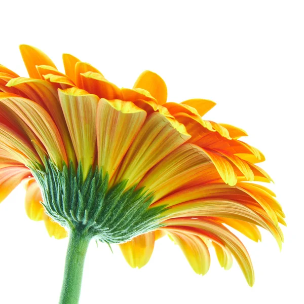 Belo Vermelho Amarelo Multicolor Gerbera Macro Detalhe Fundo Wihte — Fotografia de Stock