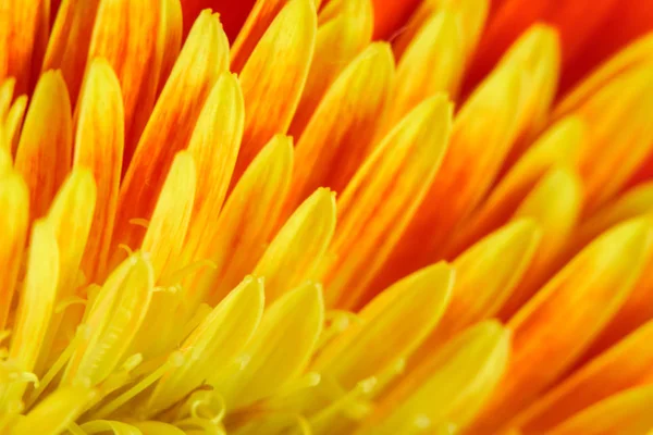 Bela Gerbera Multicolorida Macro Detalhe Abstrato — Fotografia de Stock