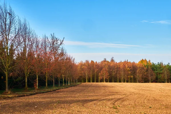 View Brown Field Surrounder Trees Blue Sky Autumn Edge Prague — Stock Photo, Image