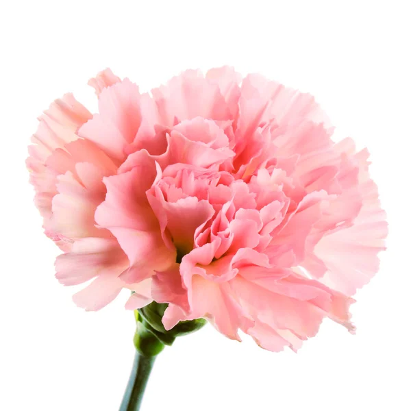 Εσωτερικη Όμορφο Ροζ Λουλούδι Γαρίφαλων Στέλεχος Που Απομονώνονται Λευκό Φόντο — Φωτογραφία Αρχείου