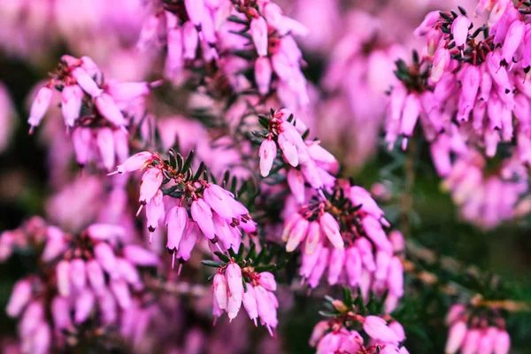 Detalhe de urze florescente — Fotografia de Stock