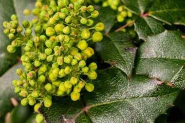 Bahar Mahonia aquifolium