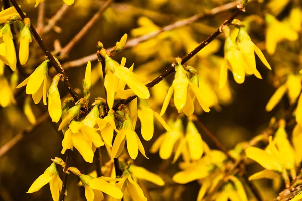 Borda amarela arbusto forsythia — Fotografia de Stock