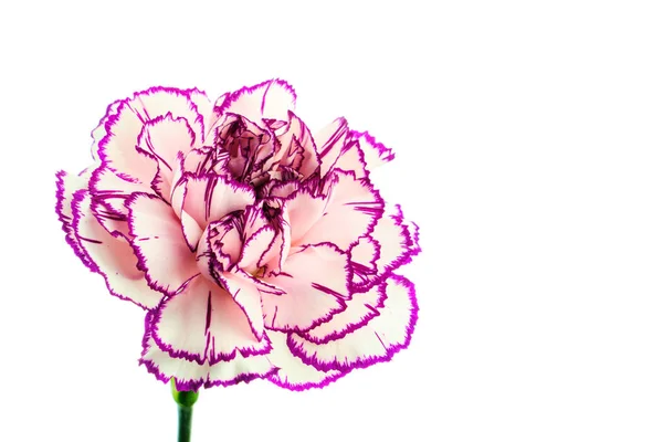 Csíkos fehér és lila szegfű fehér alapon — Stock Fotó