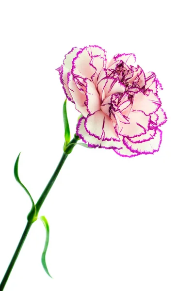 Brindle biały i fioletowy Goździk na białym tle — Zdjęcie stockowe