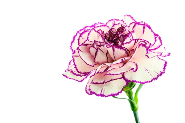 Csíkos fehér és lila szegfű fehér alapon — Stock Fotó