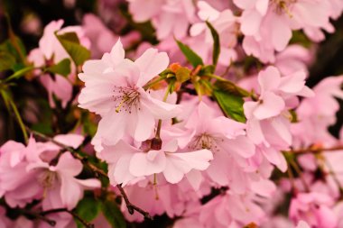 Çiçeklenme çiçek çalı